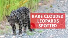 Rare Bornean clouded leopards caught on camera in Malaysian forest reserve