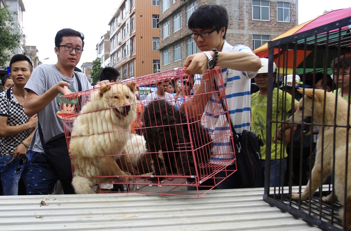 China dogmeat festival Protesters file mammoth petition to stop Yulin
