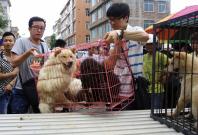 China dog-meat festival: Protesters deliver big petition to stop the festival