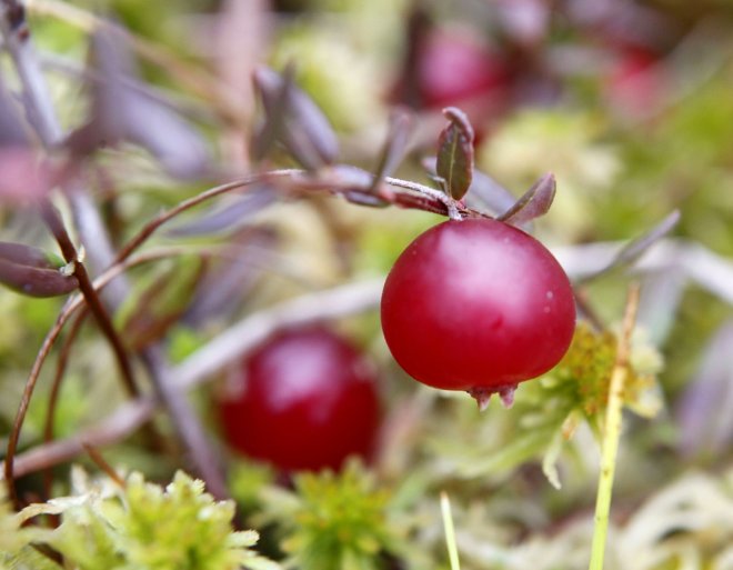 Cranberries