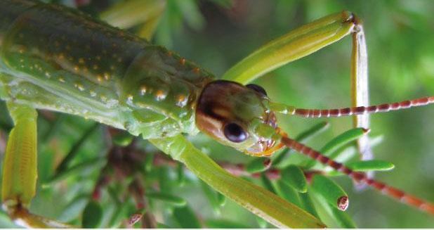 The Lord Howe stick insect