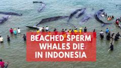 4 of 10 sperm whales stranded in Indonesia die