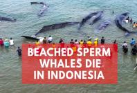 4 of 10 sperm whales stranded in Indonesia die