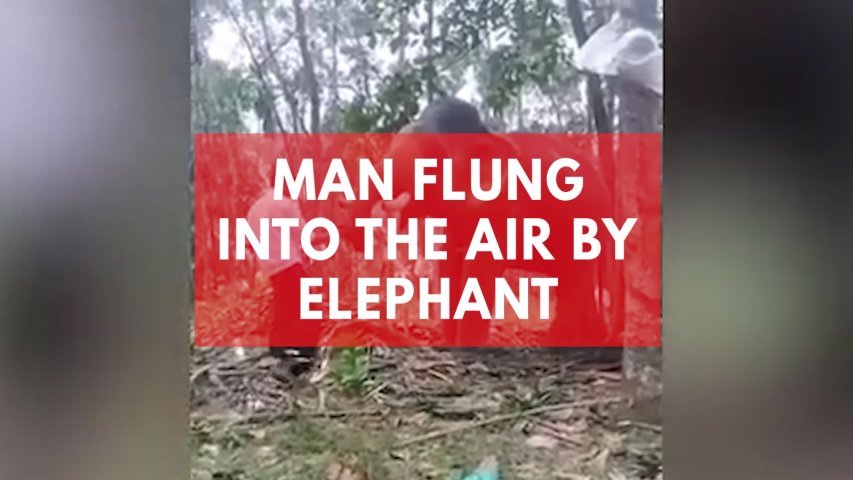 Man flung into the air by elephant