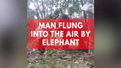 Man flung into the air by elephant
