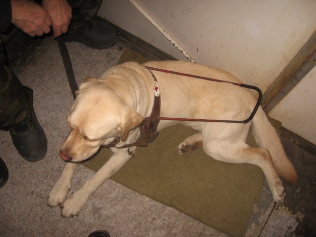 guide dog guide dog