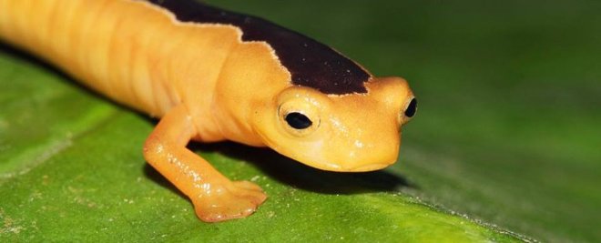 Jackson's climbing salamander