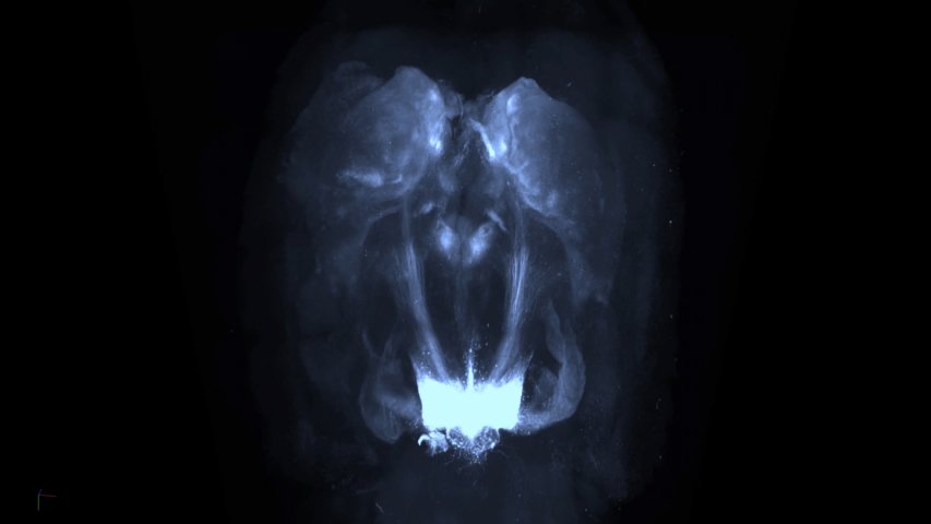 Take a VR look inside the brains pleasure centers