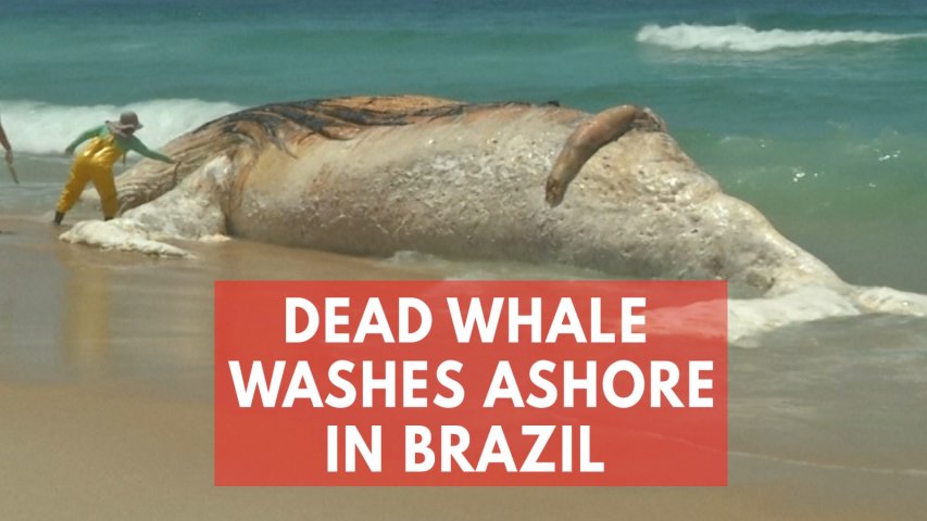 Carcass of giant whale washes up on iconic beach in Brazils Rio de Janeiro