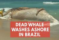 Carcass of giant whale washes up on iconic beach in Brazils Rio de Janeiro