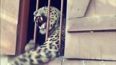 Leopard mauls four people while roaming primary school