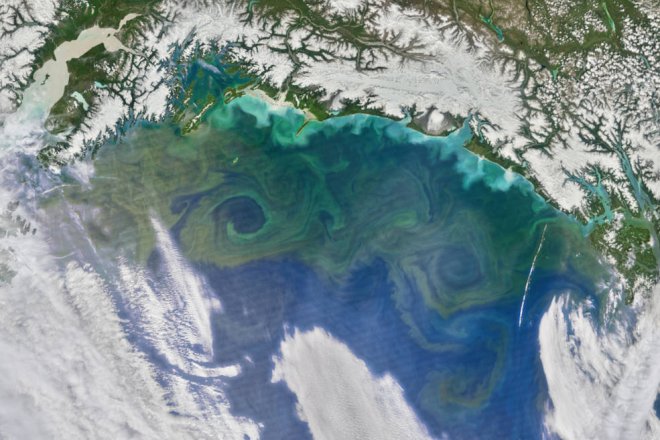 phytoplankton phytoplankton