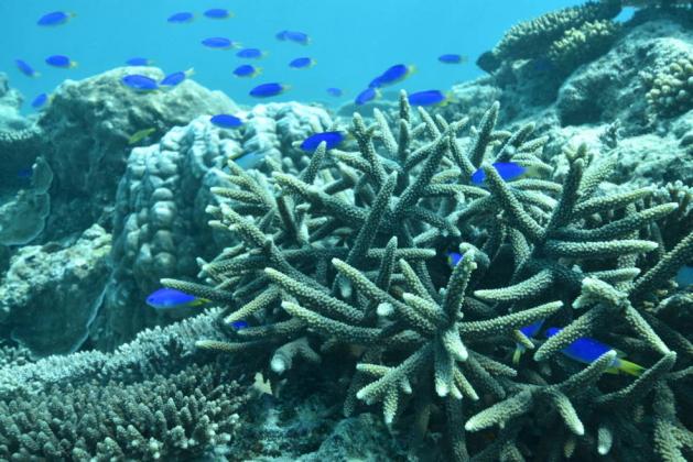 Calm 'Doldrum Days' Fuel Rising Coral Bleaching on Great Barrier Reef, Study Warns