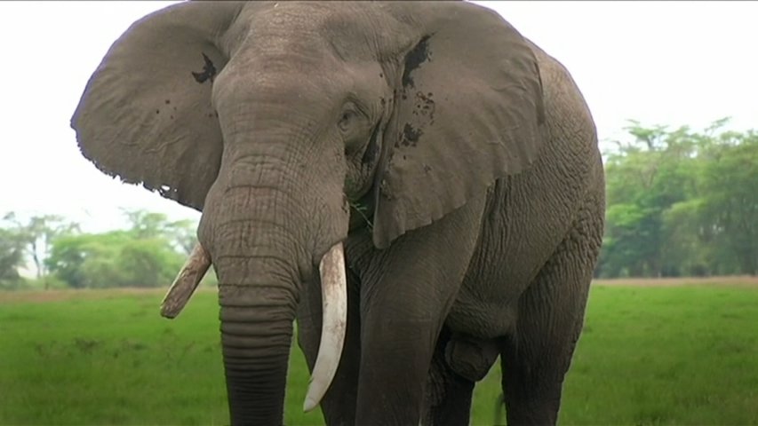 Donald Trump does U-Turn on decision to allow the import of hunting trophies