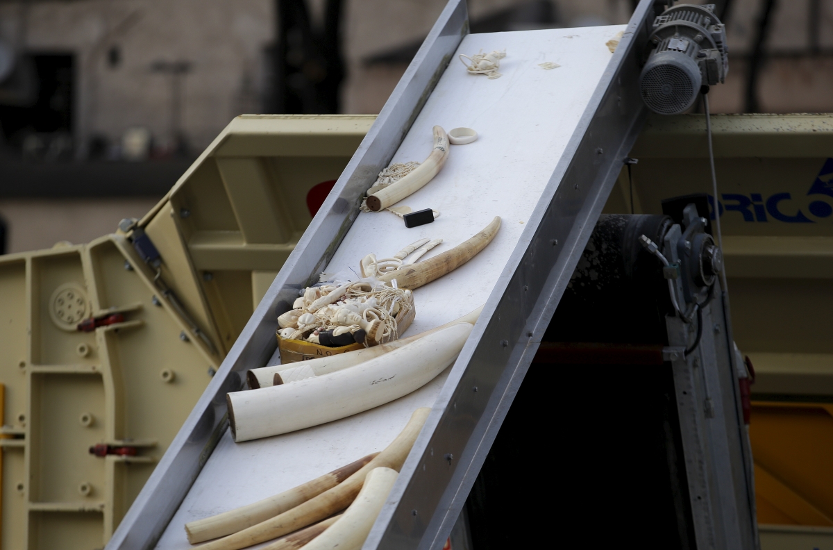 Singapore: Agri-Food & Veterinary Authority crushes nearly 8,000kg of seized elephant ivory worth S$13m