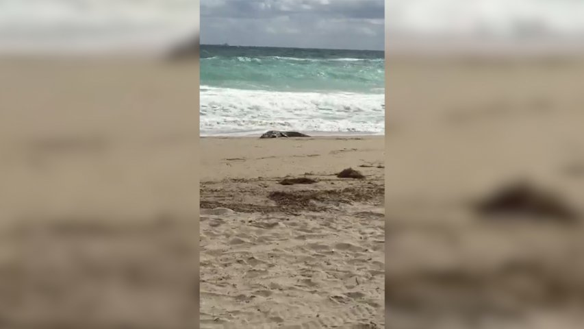 Six foot long crocodile spotted on Florida beach