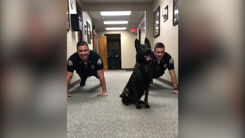 Adorable police dog does push-ups with officers as Eye of the Tiger plays