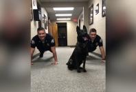 Adorable police dog does push-ups with officers as Eye of the Tiger plays