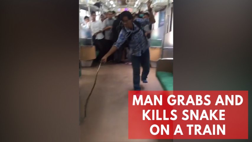 Man grabs and kills snake on a train with his bare hands