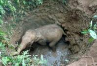 Dramatic footage shows baby elephant trapped in an abandoned well