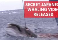 Shocking Japanese whaling footage shows barbaric hunt in Australian whale sanctuary