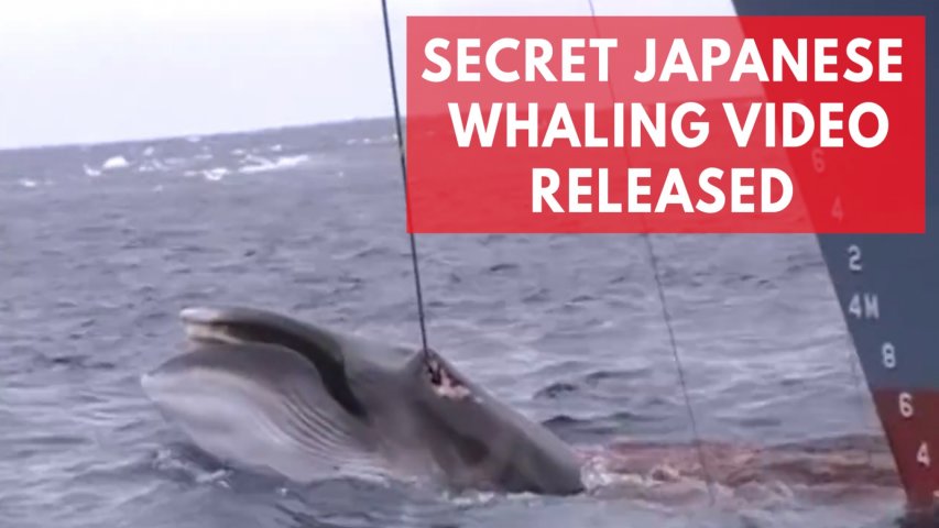 Shocking Japanese whaling footage shows barbaric hunt in Australian whale sanctuary