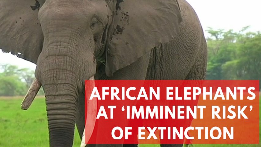 African elephants at imminent risk of extinction