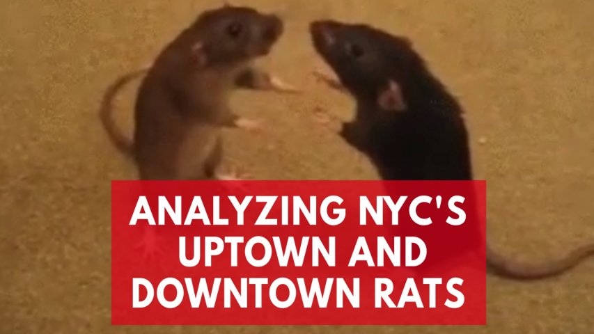 Fordham University researchers analyze New York Citys Uptown and Downtown rats
