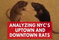 Fordham University researchers analyze New York Citys Uptown and Downtown rats