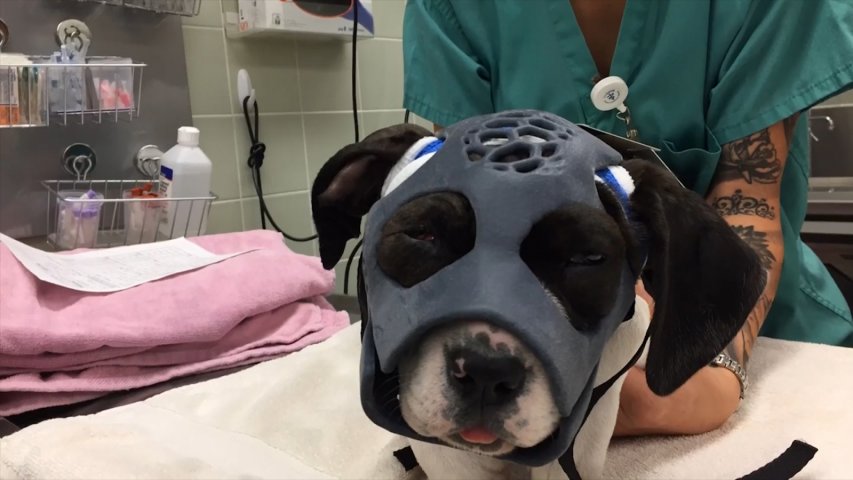 University students create 3D-pritned mask for dogs with severe facial injuries