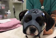 University students create 3D-pritned mask for dogs with severe facial injuries