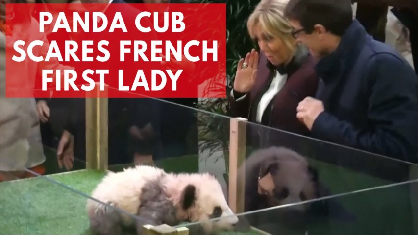 Frances first baby panda growls as godmother Brigitte Macron names her
