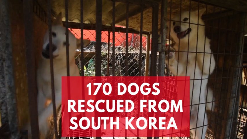 170 dogs saved from South Korea meat farm