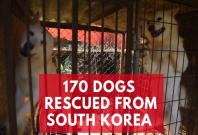 170 dogs saved from South Korea meat farm