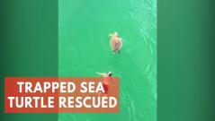 Man rescues turtle after it gets caught in a fishing hook