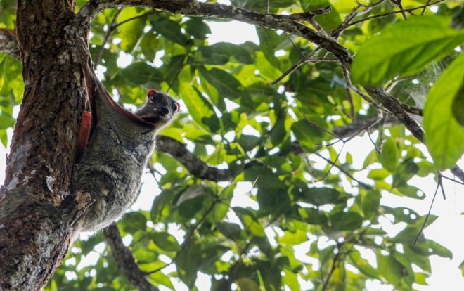 Flying lemur