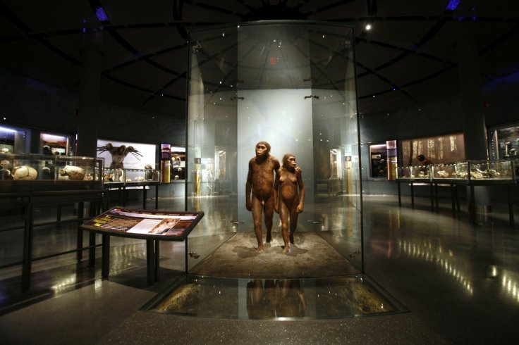 Homo sapiens Homo sapiens