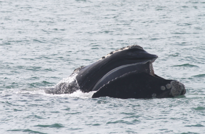 North Atlantic right whale