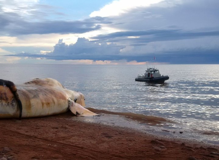 The carcass of a right whale is prepared to be towed out to sea near Norway, Prince Edward Island