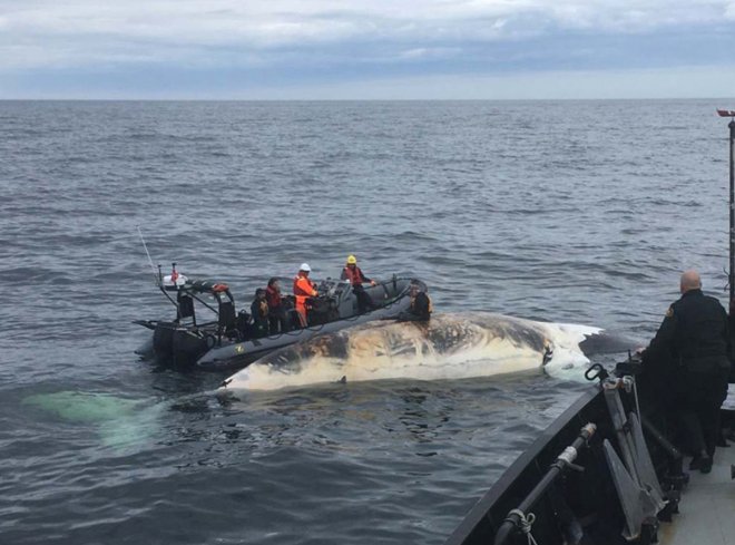A crew from Fisheries and Oceans Canada amd partner agencies collect the tissue of a dead right whale