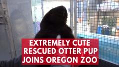 Extremely cute rescued otter pup joins Oregon Zoo