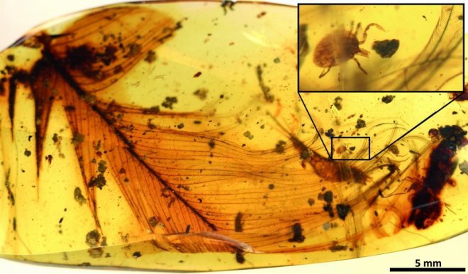 Hard tick grasping a dinosaur feather preserved in 99 million-year-old Burmese amber. Modified from the open access article published in Nature Communications: 'Ticks parasitised feathered dinosaurs as revealed by Cretaceous amber assemblages.'
