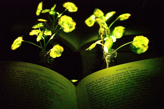 Glowing plants