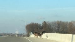 Horrifying moment panicked deer leap to their deaths from bridge in Iowa