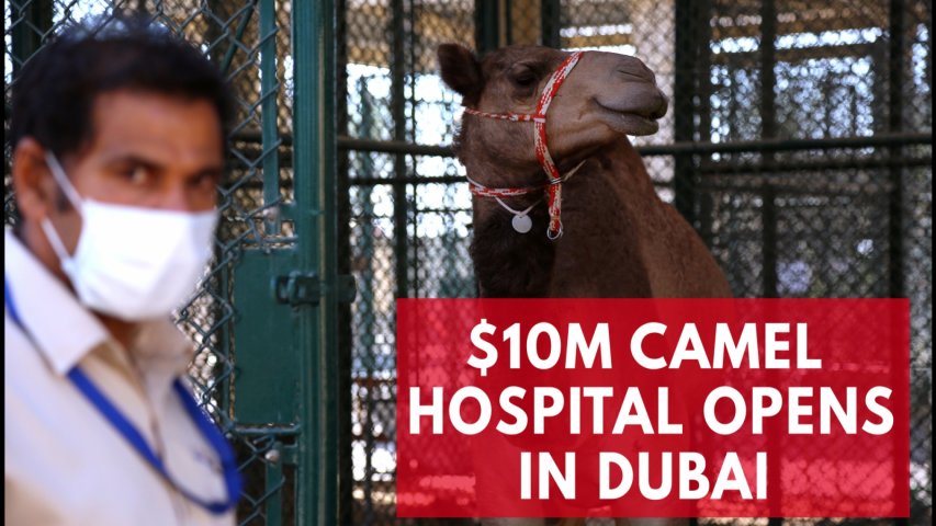 Dubai opens $10m hospital exclusively for camels