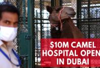Dubai opens $10m hospital exclusively for camels