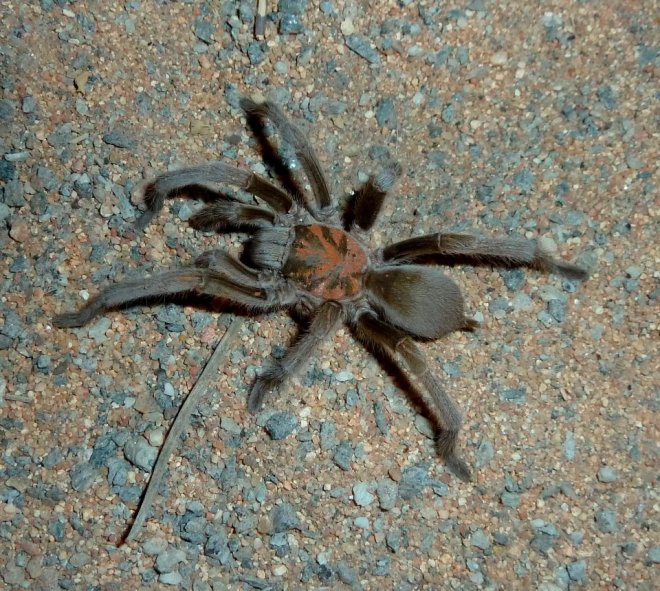 Australian tarantula