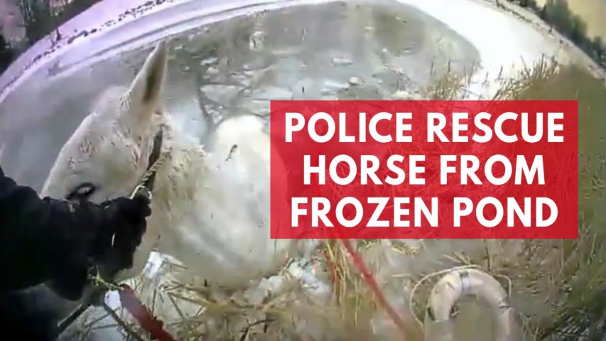 Police rescue horse from frozen pond