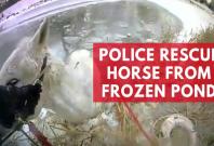 Police rescue horse from frozen pond