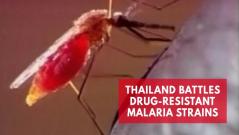 Thailand battles drug-resistant malaria strains